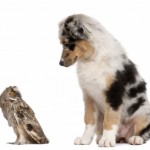 Gemini Pet