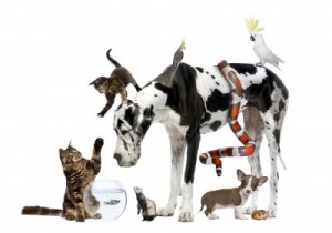 Pet Zodiac